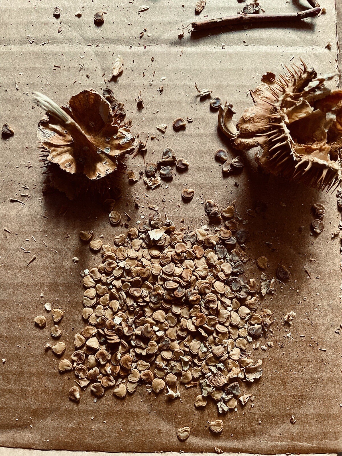 Datura Wrightii Seeds (1 bag of 15 seeds)