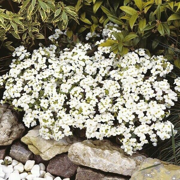 Rock Cress Seeds – Alpine White, Heirloom Groundcover Seed, Arabis Alpina 500ct