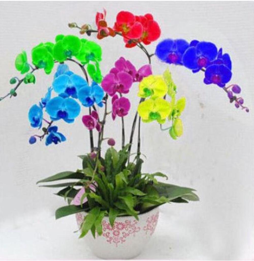 25pc ORCHID SEEDS Garden Plant Flower bloom rare exotic USA seller FREE shipping