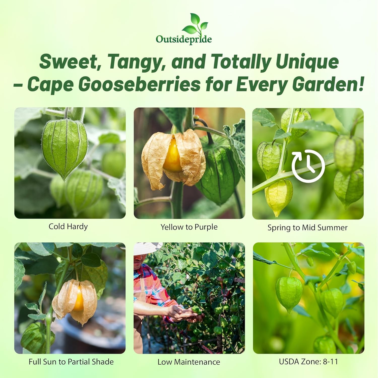 1000 Seeds Cape Gooseberry Seeds – Physalis Peruviana Seed