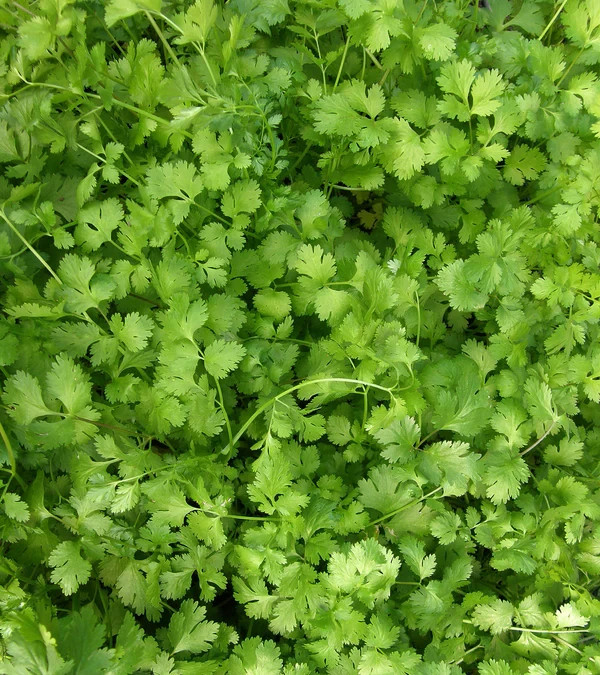 CILANTRO SEEDS (SLOW BOLT) 100+ NON GMO Heirloom Herb ORGANIC FREE SHIPPING
