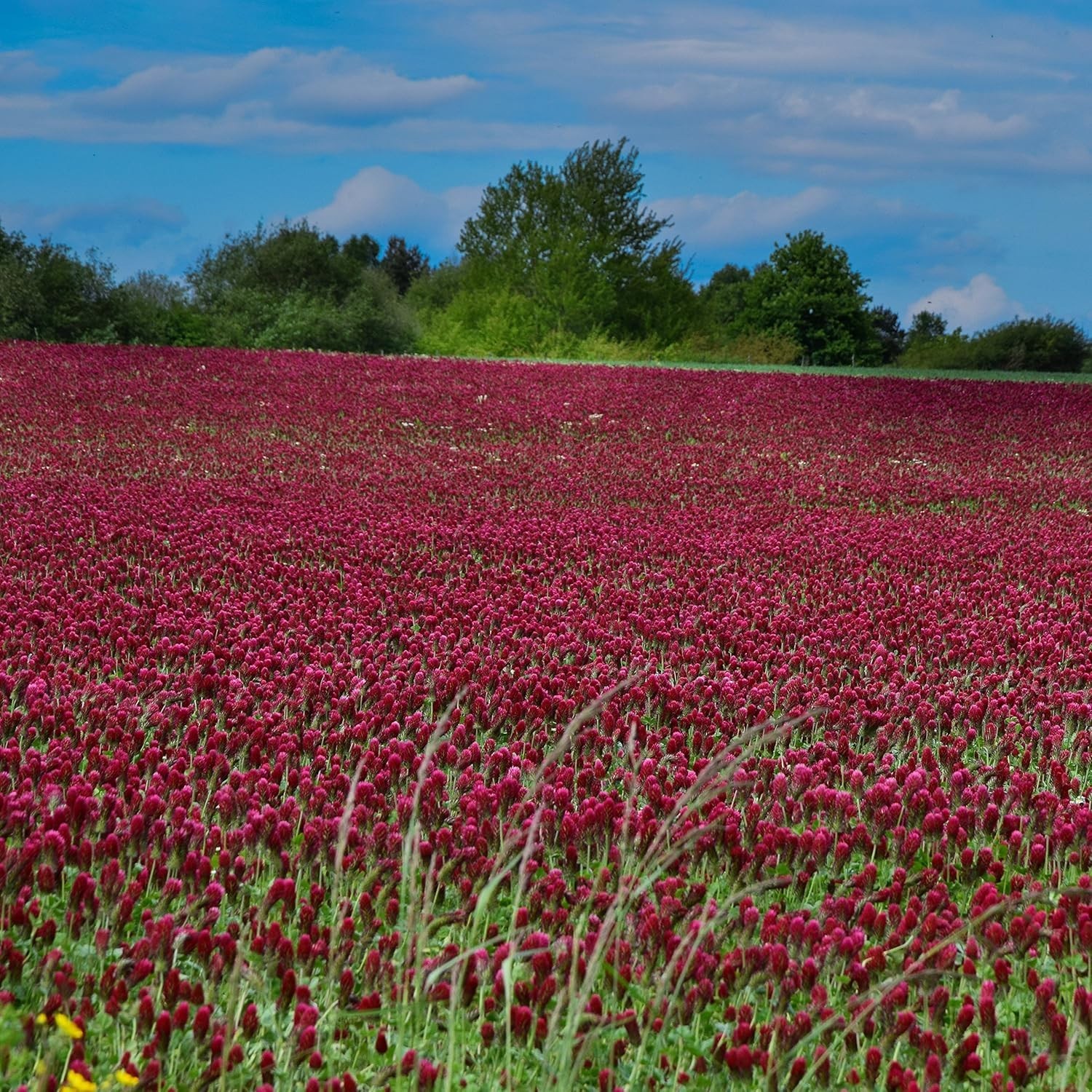 Crimson Clover Seeds – 10 lbs Nitrocoated, Perfect for Lawns & Soil Enrichment