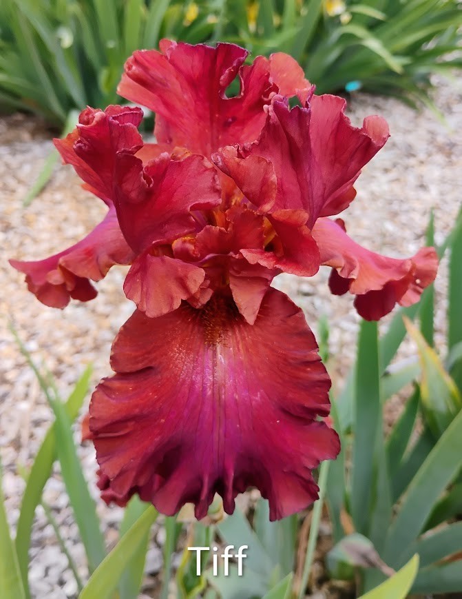 Tall Bearded Iris Rhizome “TIFF” Fresh and Healthy, (REBLOOM)