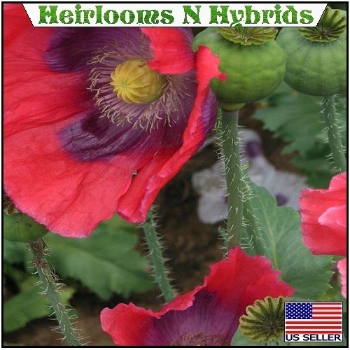 2,500 The Giant Rattle Papavear Somniferum Giganteum Poppy Seeds Huge Pods