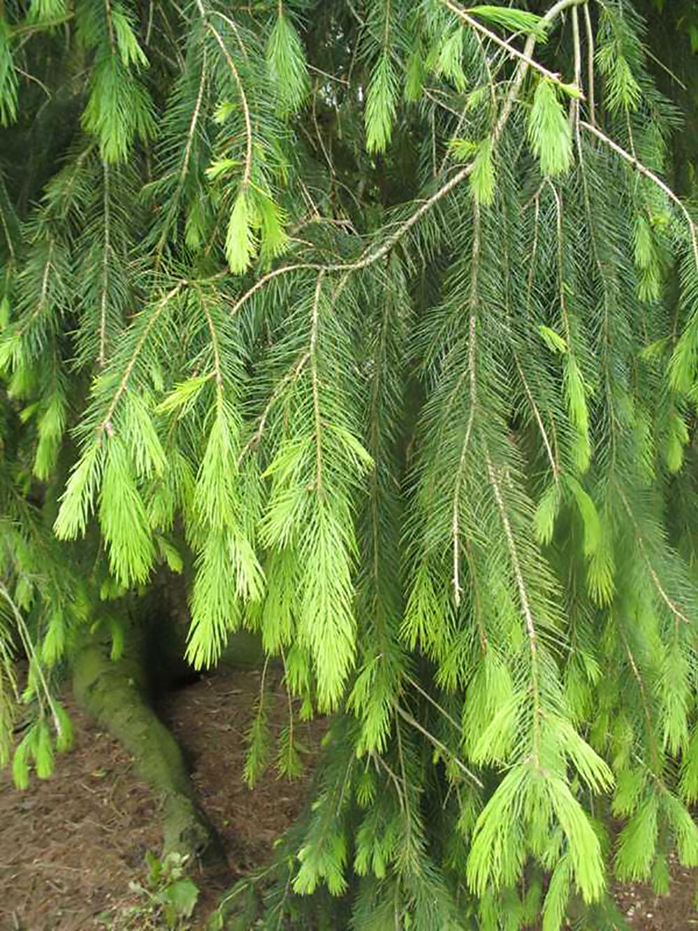 Himalayan Spruce, Picea smithiana, (Morinda Spruce), Tree Seeds (Evergreen)