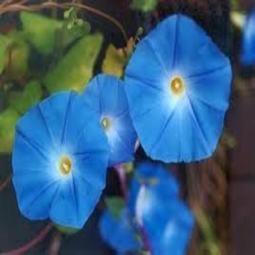 Hirt’s Heavenly Blue Morning Glory UNTREATED/FRESH By Seed Kingdom 1500 Seeds