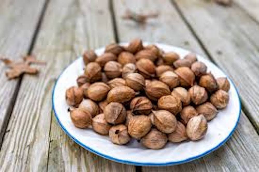 5 Pecan Tree Seeds Hicoria Pecan Carya illinoinsis Native