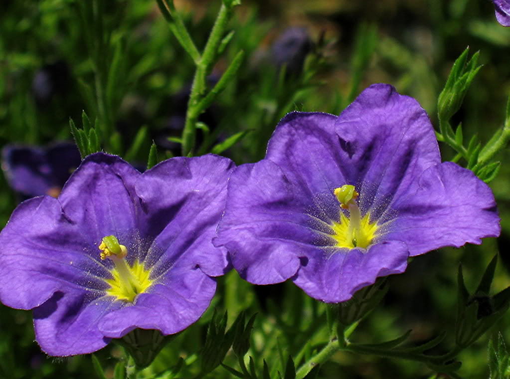 250 PURPLE ROBE CUP FLOWER Nierembergia Hippomanica Caerulea Seeds *Combined S/H