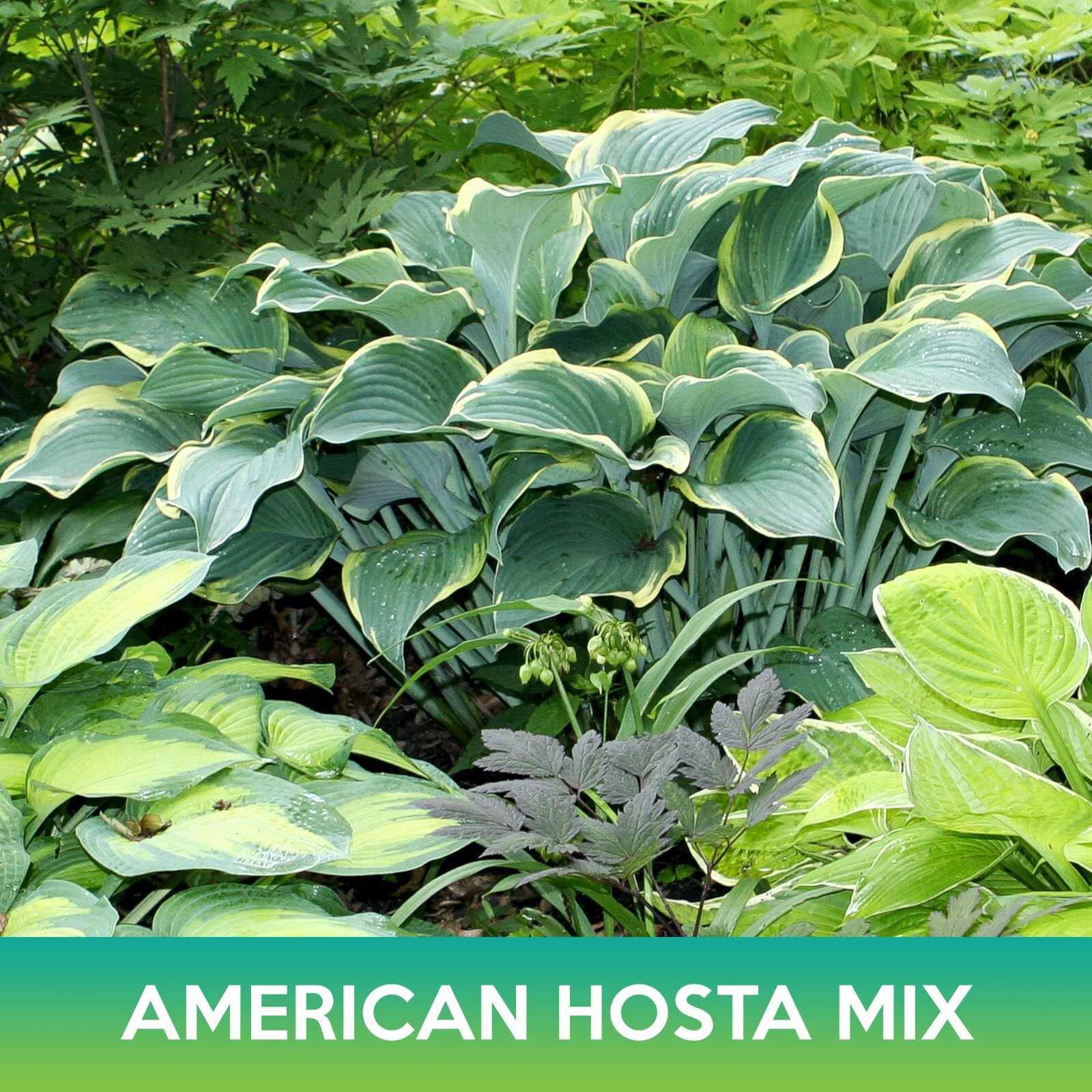 American Hosta Mix Seeds, Combined Shipping on 500+ Seed Varieties!