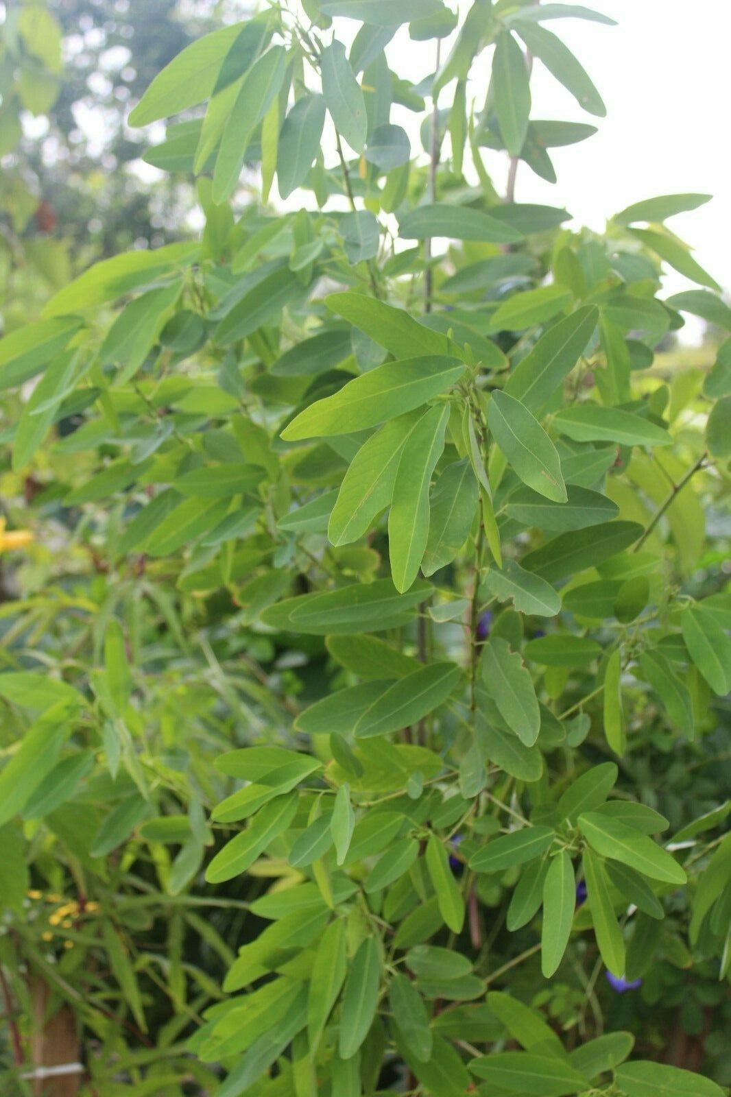10 Tropical Seeds Codariocalyx Dancing Plant Leaves MOVE on their own!