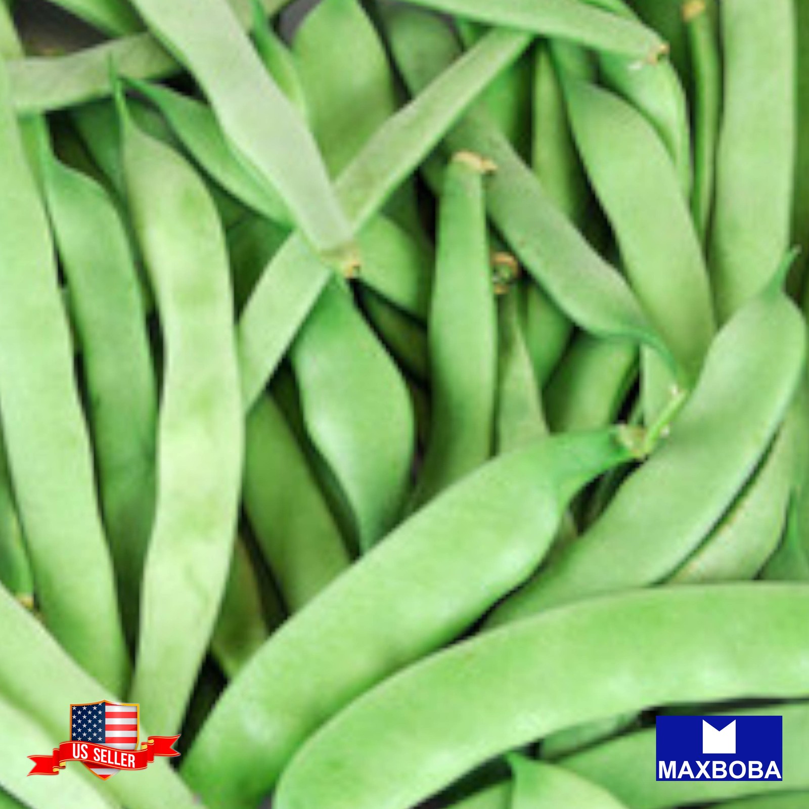 20+ Bush Roma II Bean Seeds Heirloom Vegetable Non-GMO BTGO 75% OFF