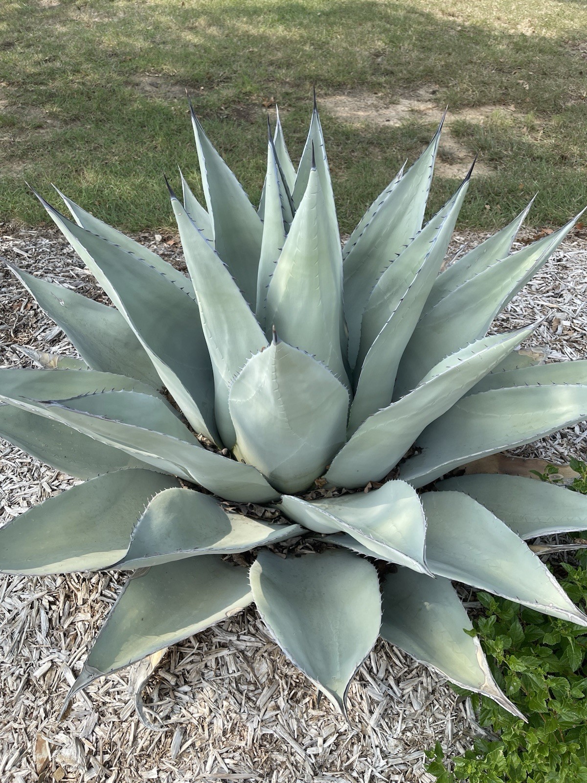 25 Seeds – Century Plant – Agave Americana – Freshly Picked 2025