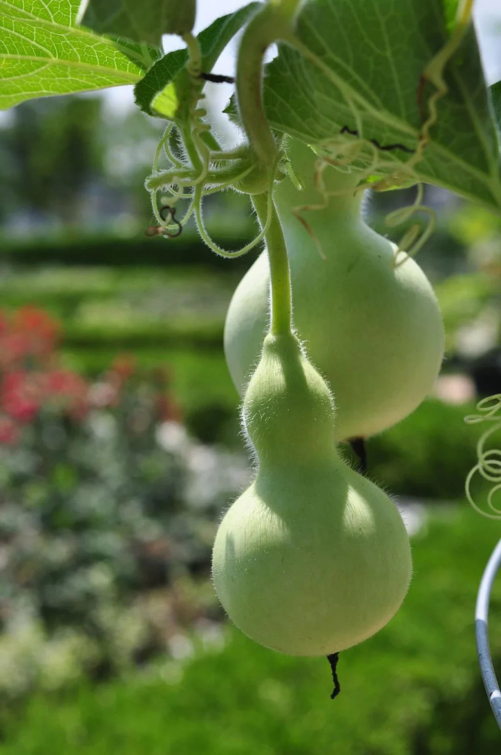 Birdhouse Bottle Gourd | Bird House Buddha Calabash Squash Craft Asian Seed 2023