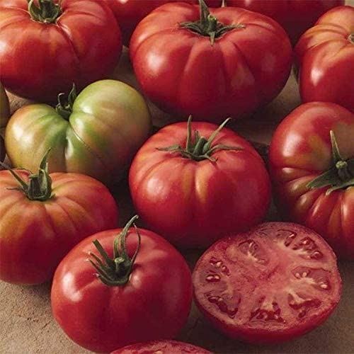 Champion II Hybrid Tomato Seeds (25+ Seeds)