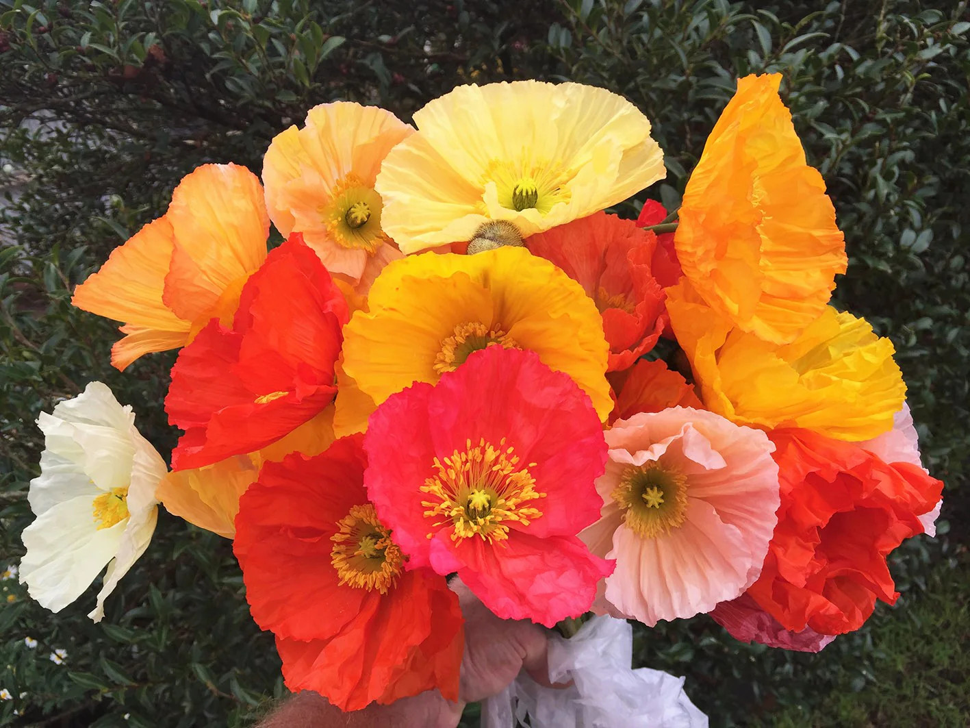 Iceland Poppy Seeds | Papaver Nudicaule Paper Poppies Champagne Flower Seed 2024