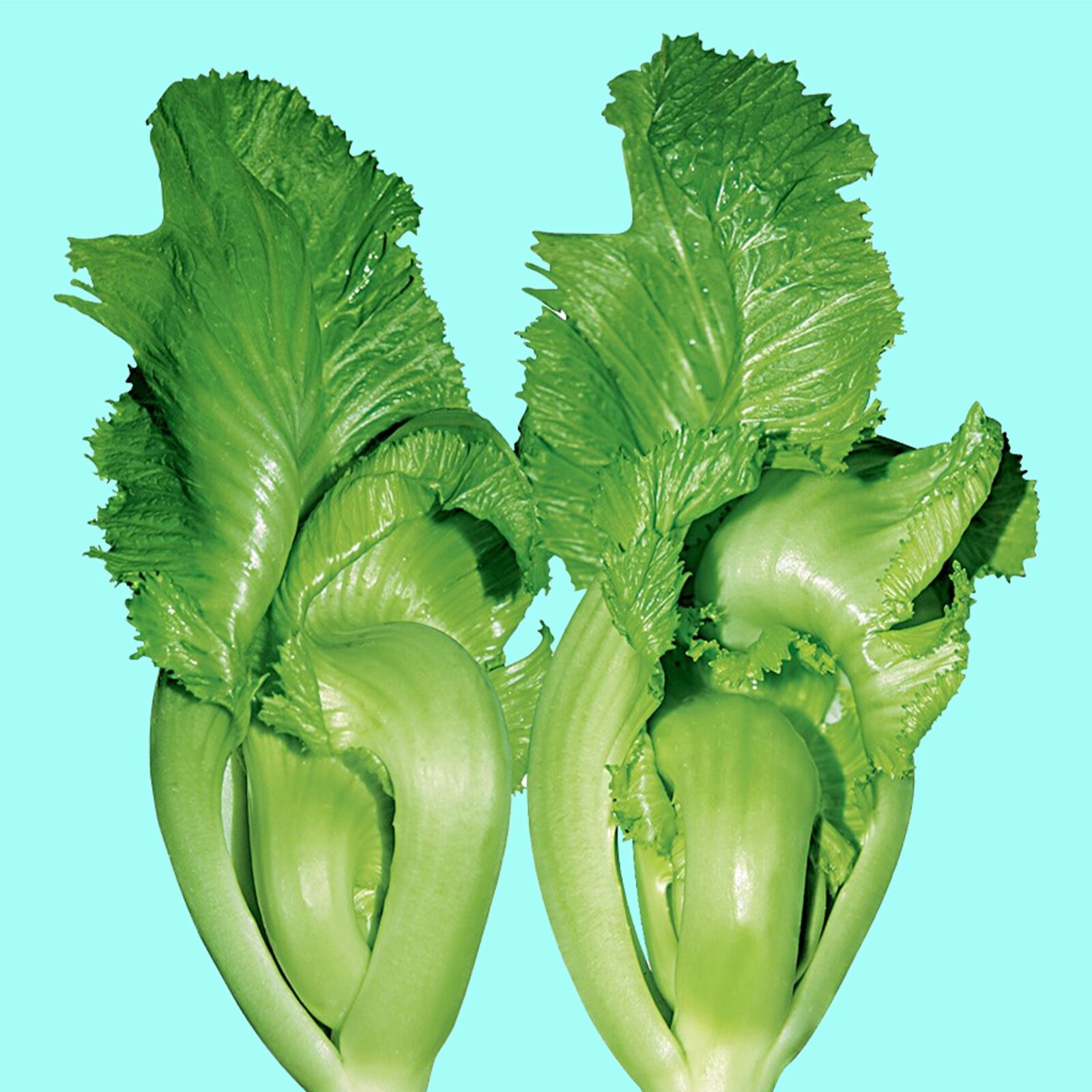 1000+ Shuidong Mustard, Oriental , Gai Choi, Brassica Juncea,Cải dưa chua 2023