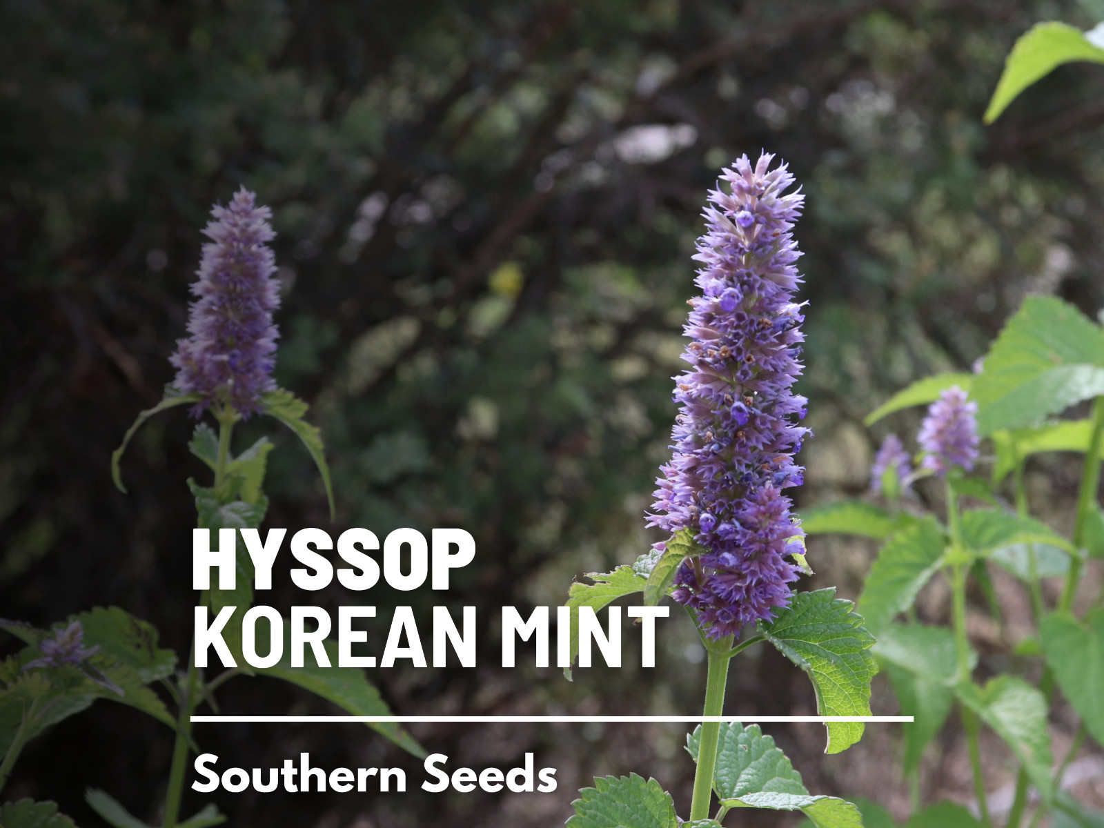 Korean Mint – 25 seeds – Medicinal Herb -Butterfly friendly (Agastache rugosa)
