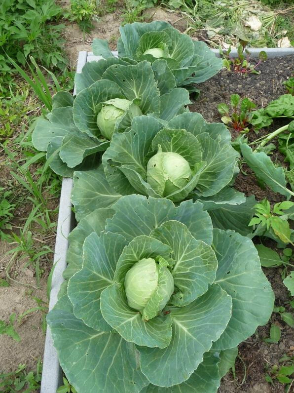 250 GOLDEN ACRE CABBAGE SEEDS NON – GMO FRESH GARDEN HARVEST