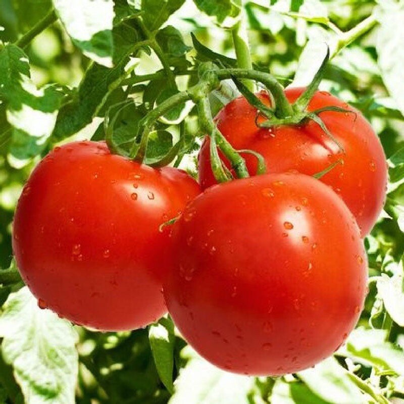 Bonny Best Tomatoes 50-60 Ct