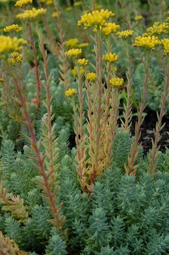 SEDUM RUPESTRE BLUE SPRUCE 200 SEEDS, HARDY SEDUM, YELLOW FLOWERS IN SUMMER