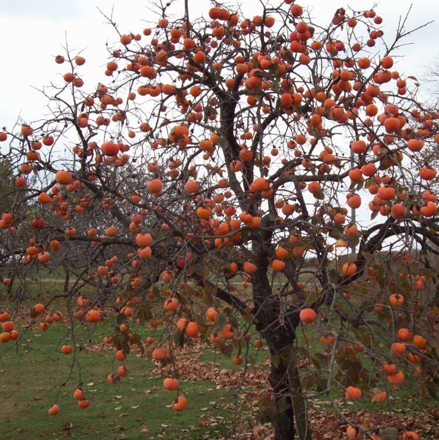 15 Native Heirloom American Persimmon Tree Seeds-Non GMO-Fresh Seed