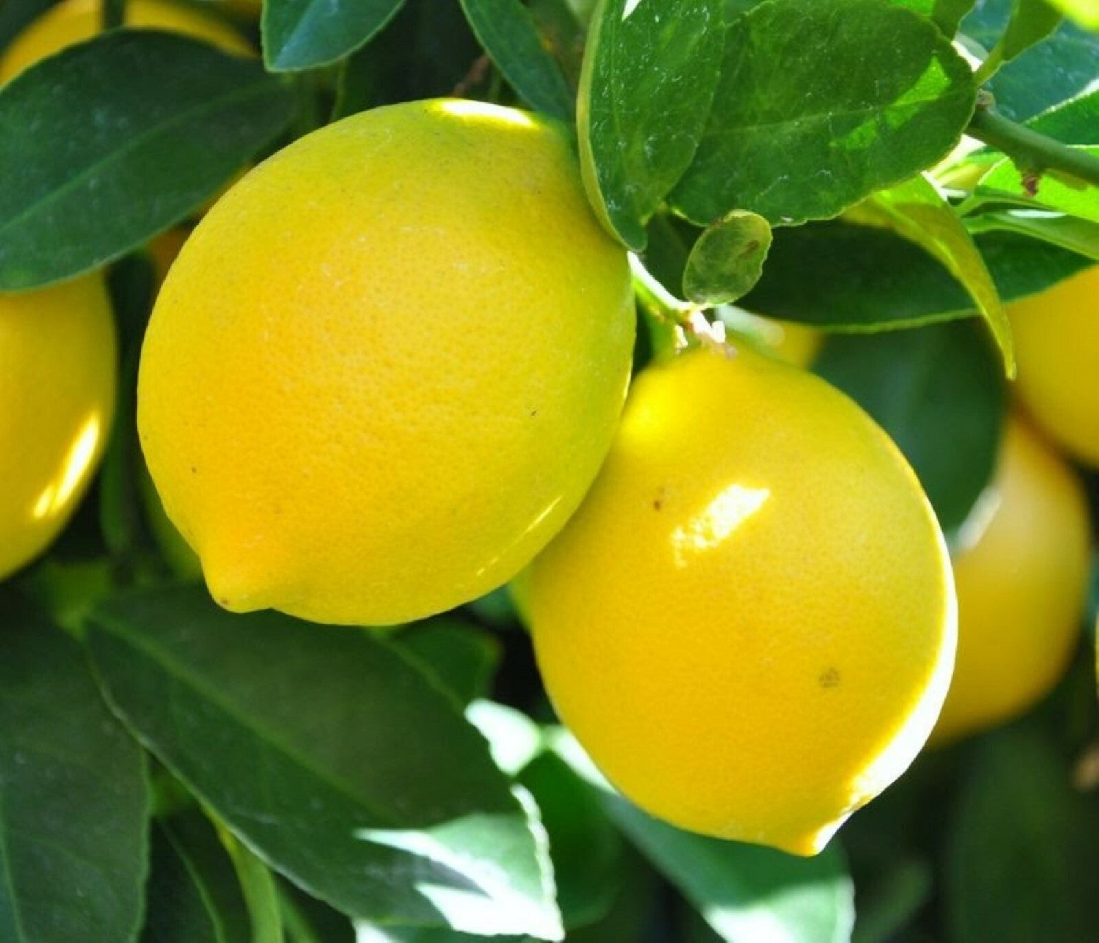 Meyers Lemon plant (6-12” tall), No ship to Az, Ca, Fl, Tx, Hi, Ak.