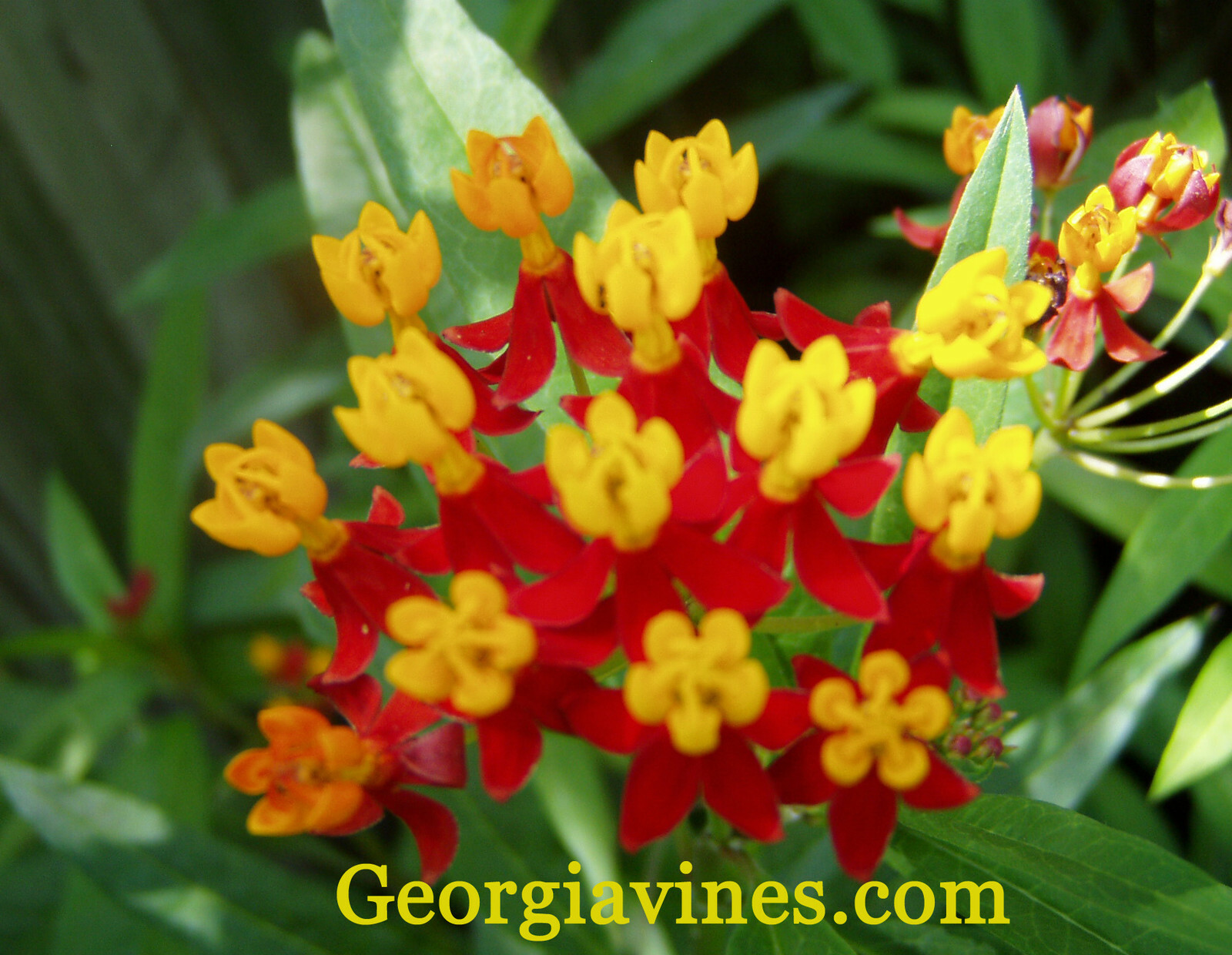 Asclepias curassavica Blood Flower 40 seeds