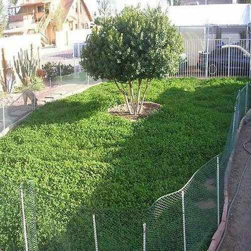 2 LBS Miniclover Seed For Planting No Mow Drought Tolerant Clover Lawns