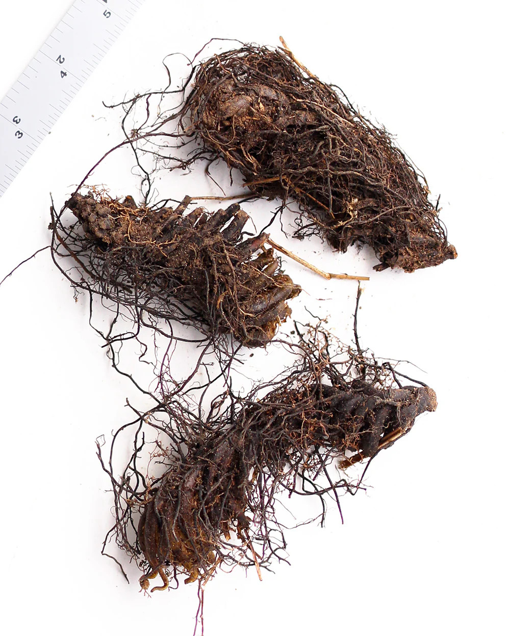 Lady Fern – 3 root divisions