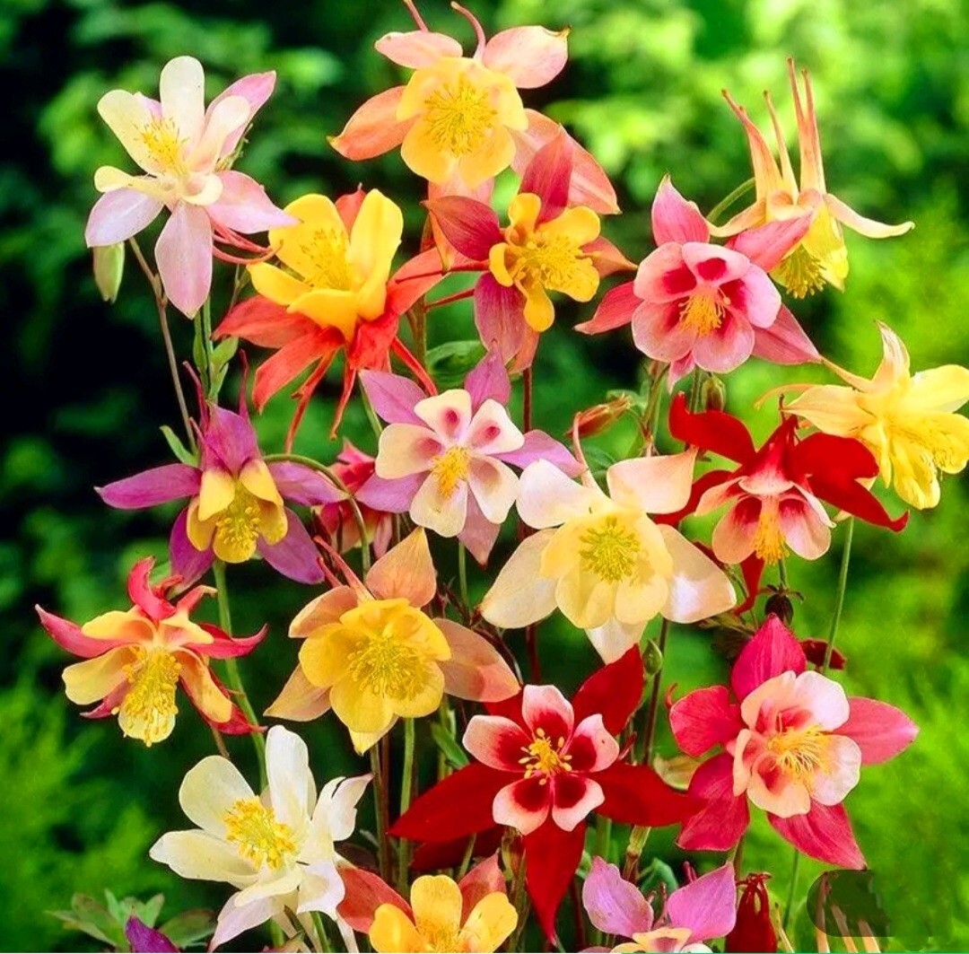 Columbine 250 Seeds McKana Giant Hybrids Aquilegia vulgaris Dwarf Granny’sBonnet
