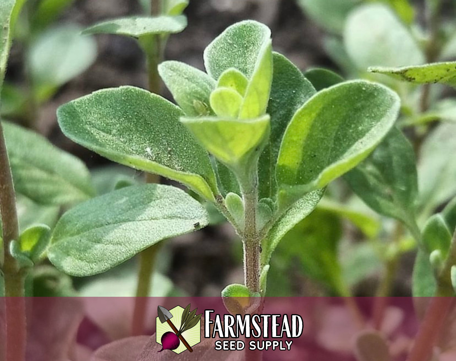 4,200+ Sweet Marjoram Seeds, Culinary Herb Gardening, Heirloom, Non-GMO, USA