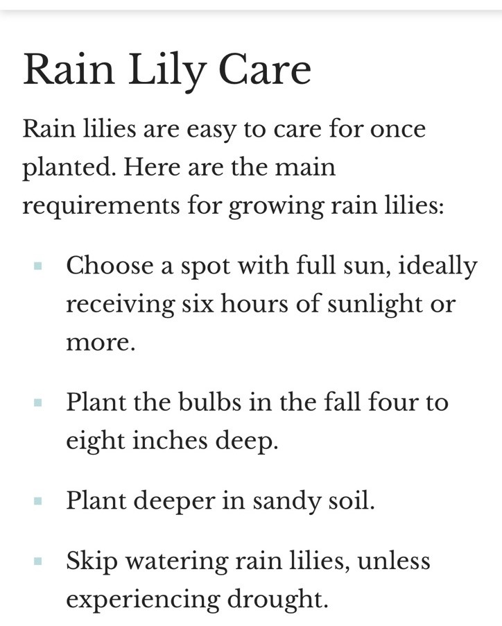 👒 10 Rain Lily Bulbs~Zephyr Lily~ Spring Garden~ White Flowers~ Fragrant￼