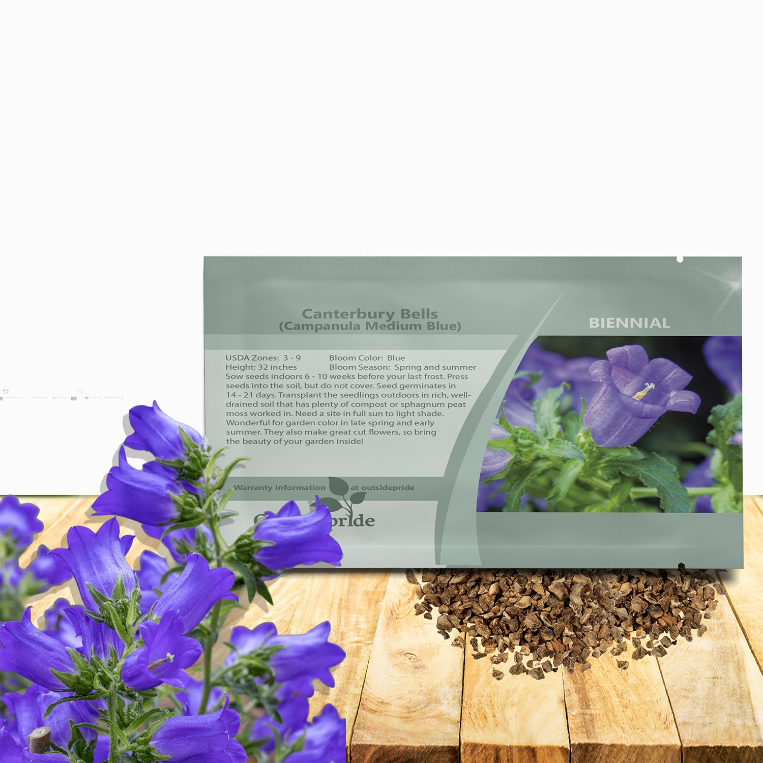 10000 Seeds Canterbury Bells Seed – Campanula Medium Blue Flower Seeds