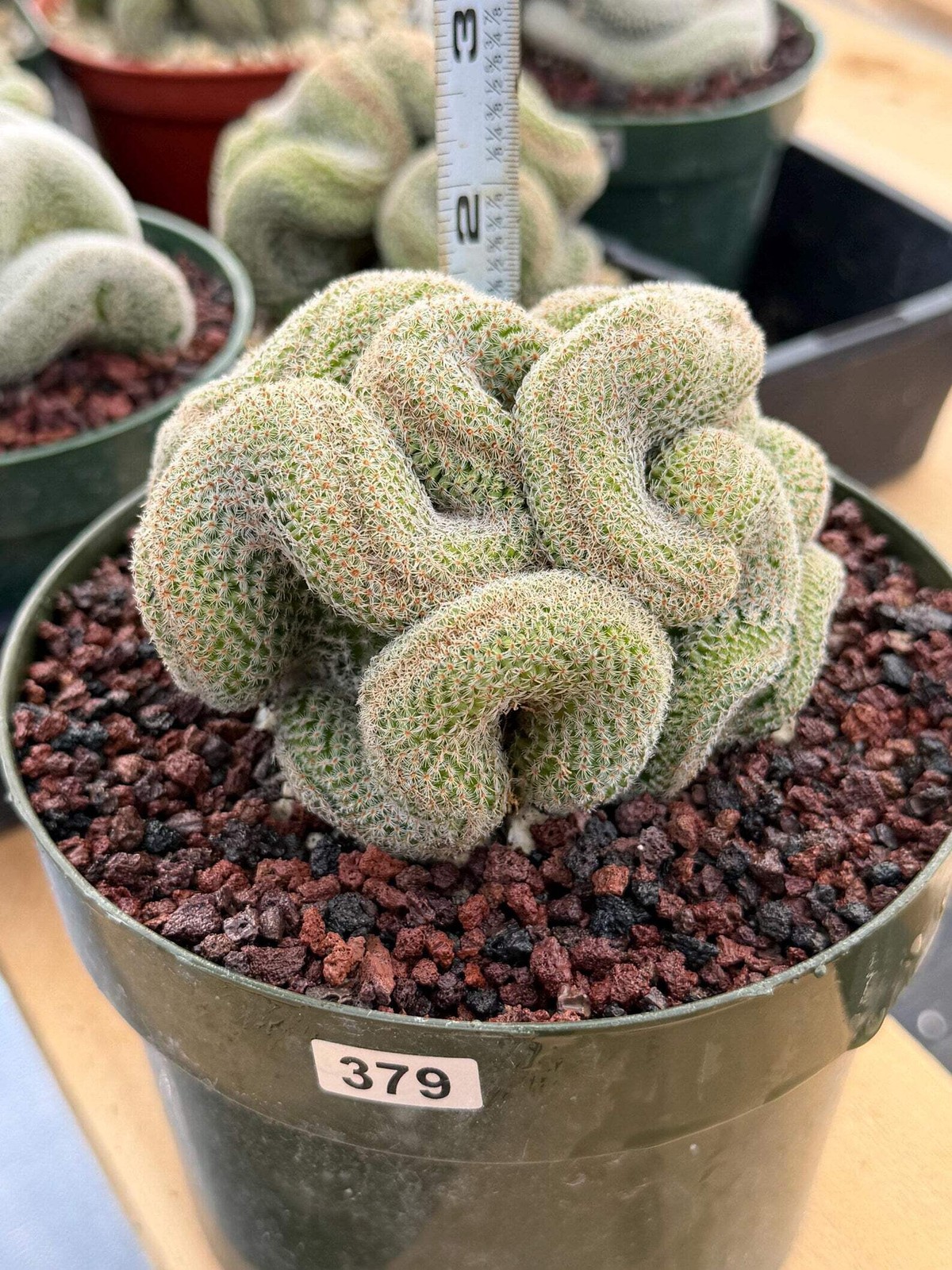 Crested Mammillaria | Rare Collector Cactus | Live Plant