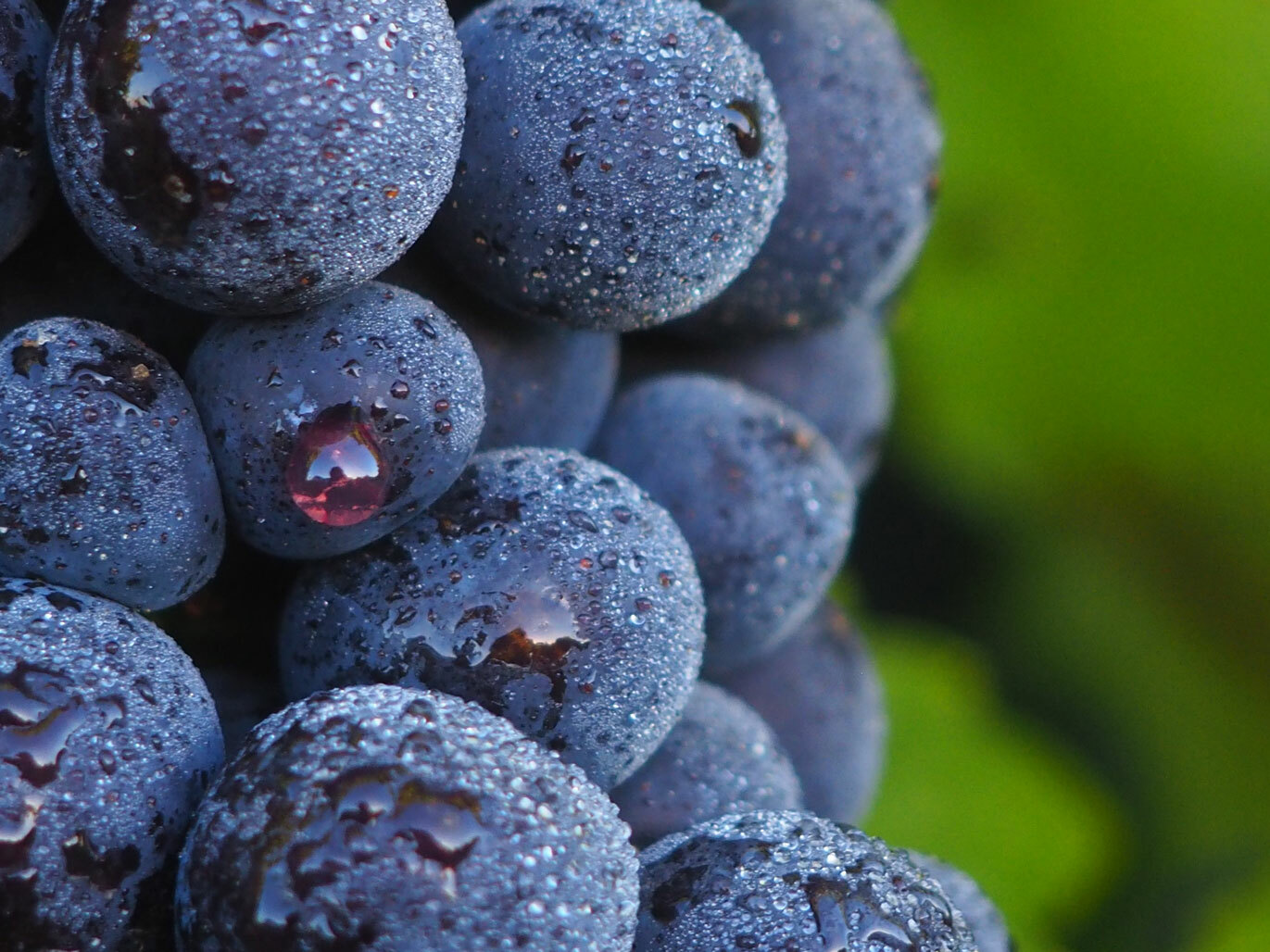 1 (One) Live Plant of “PINOT NOIR” GRAPE ROOTED, about 10-25″ Height