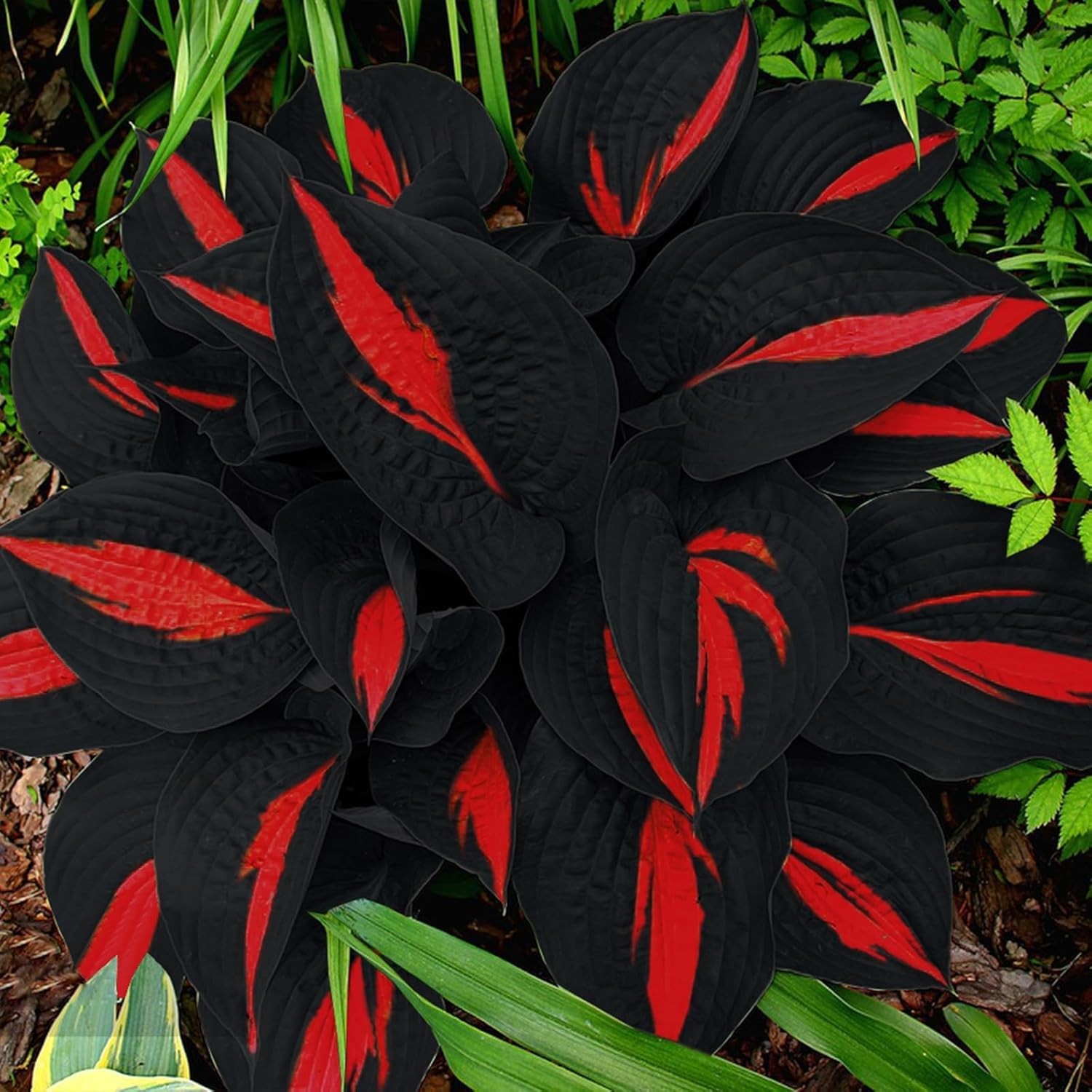 318+ Hosta Seeds Rare Perennial Plants with Unique Foliage for Shaded Garden…