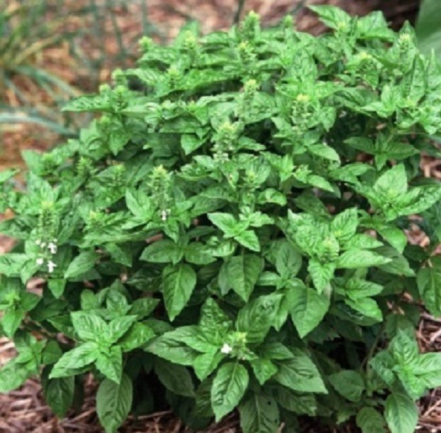 Basil Seeds HERB SEEDS Lime Basil 500 Seeds