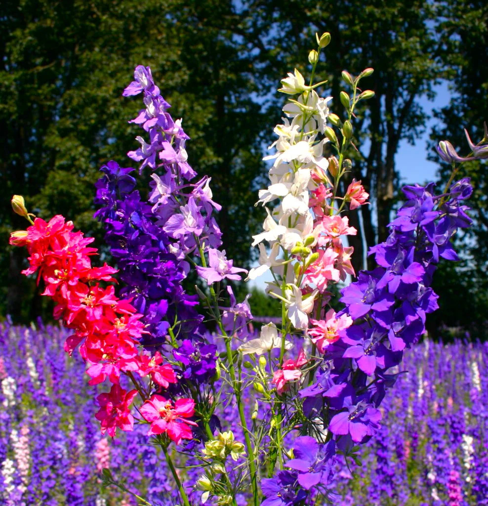 Rocket Mix Larkspur Seeds | Delphinium Colorful Tall Wildflower Flower Seed 2025