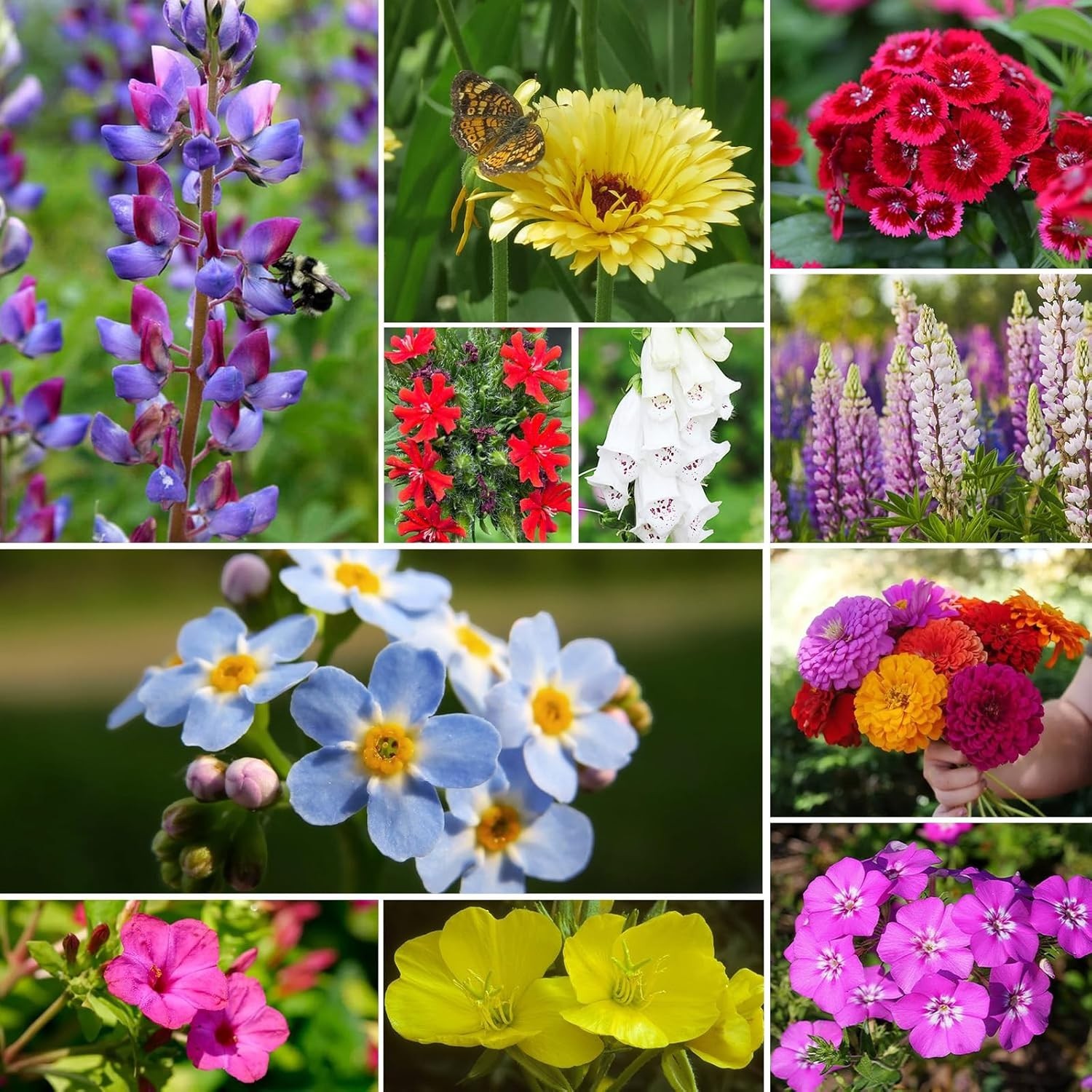 Wildflower Seeds Hummingbird and Butterfly Mix 1 Ounce, No Filler, 24 Varieties