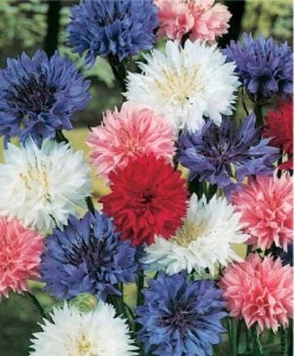 Centaurea Bachelors Button Polka Dot Mixture Nice Garden Flower 100 Seeds