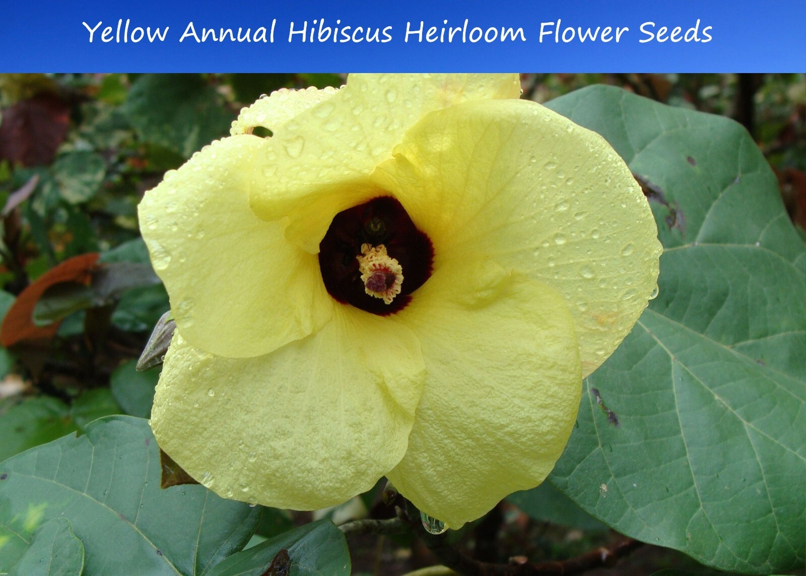 Tropical Seeds- Annual Hibiscus 10 Heirloom Seeds – Abelmoschus moschatus