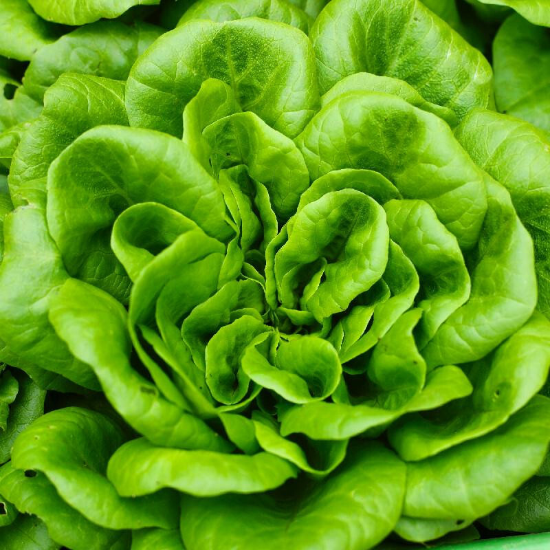 800+ BIBB BUTTERHEAD LETTUCE SEEDS FRESH HARVEST FOR GARDENS