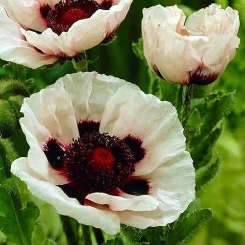 Papaver Orientale Poppy Seeds For Planting Mixed Colors Giant Perennial Flowers