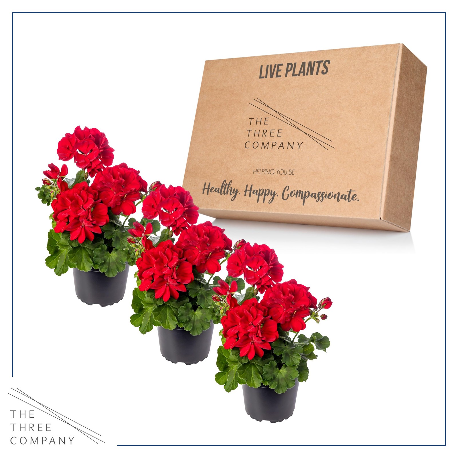 Live Flowering Zonal Geraniums Red 3 Plants Per Pack Beautiful Spring Flowe…