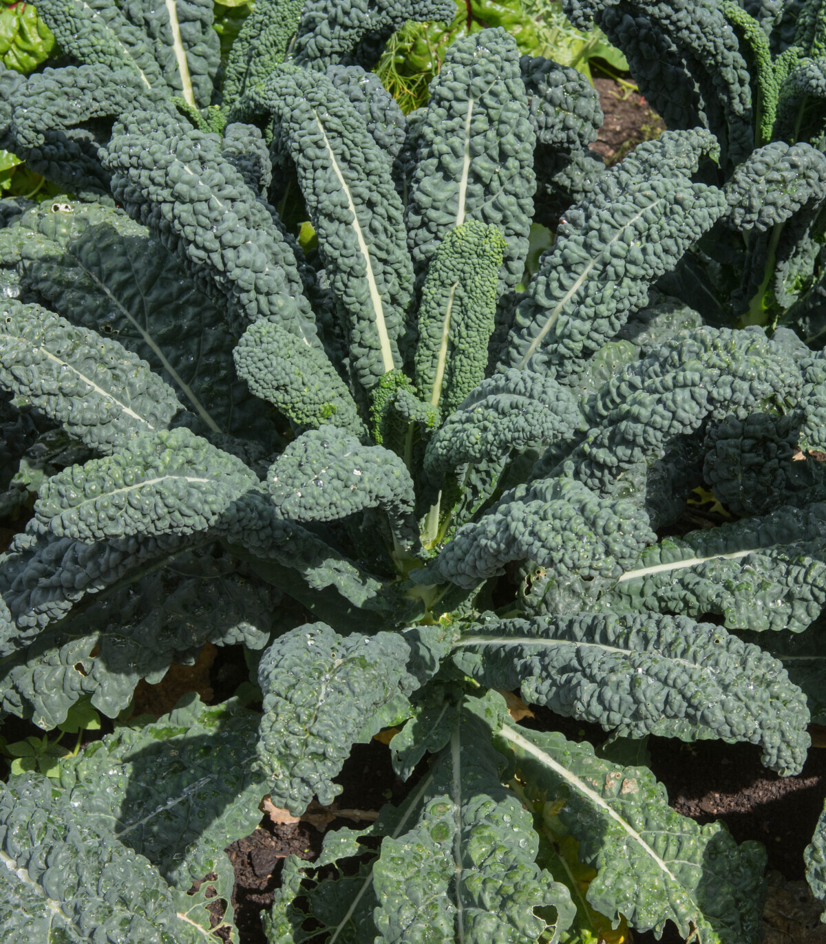 Lacinato Kale Seeds | Heirloom | Organic | Dinosaur Kale | Black Tuscan