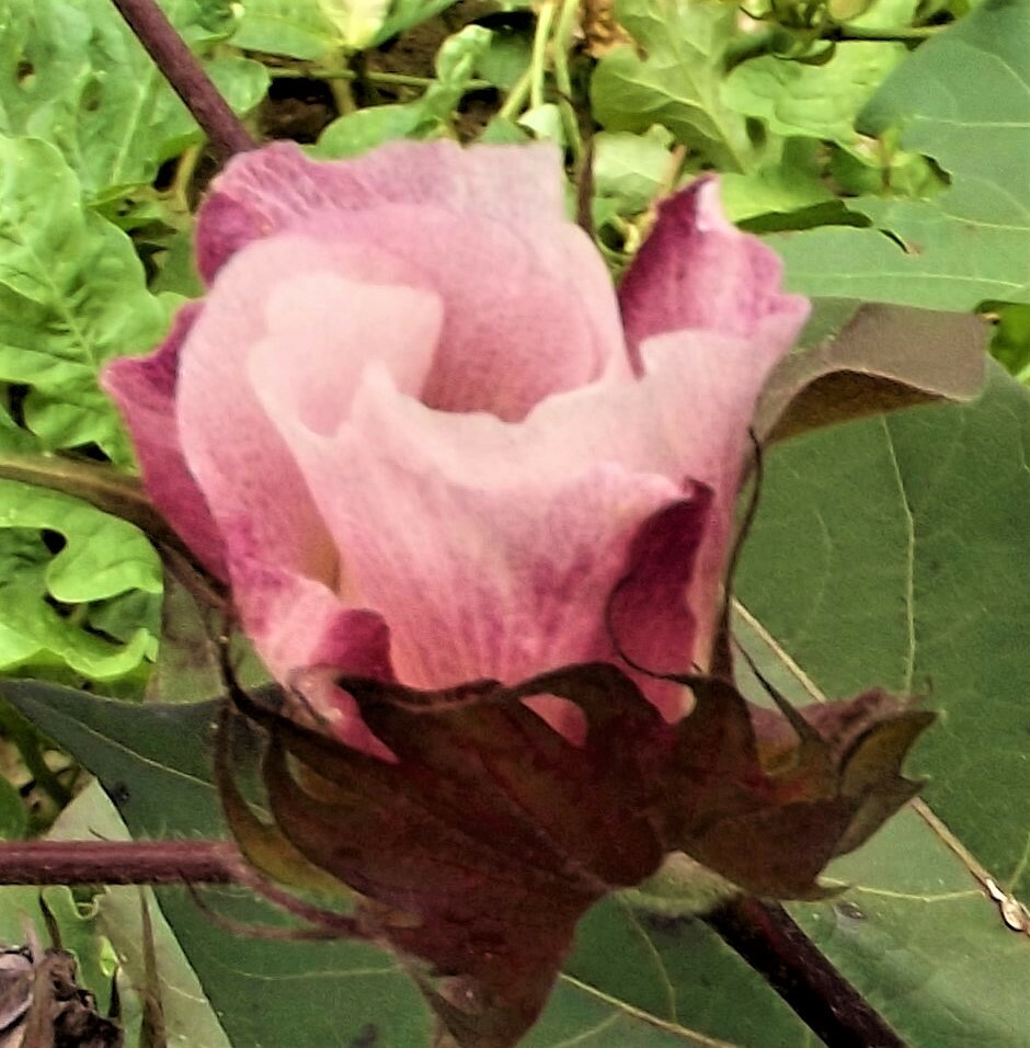 White Cotton Seed Pink Blooms 10 seeds Heirloom Ornamental Benefits St. Jude