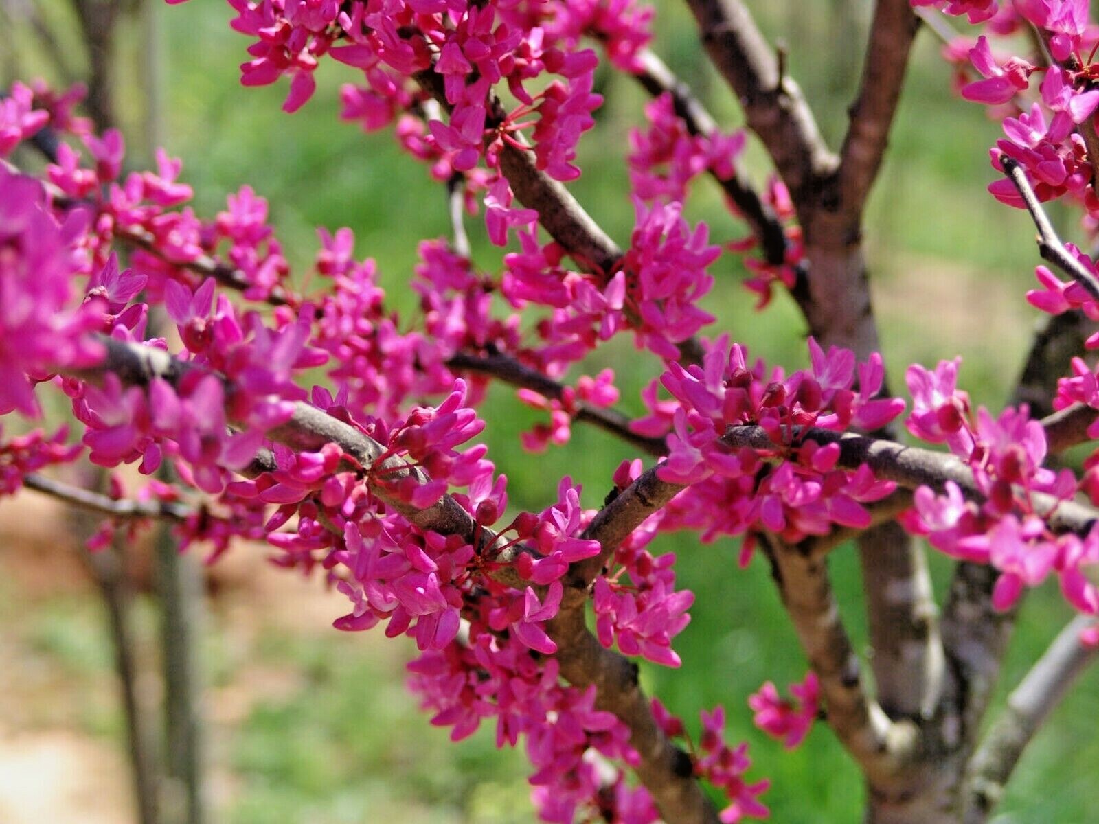 20 APPALACHIAN RED REDBUD SEEDS – Cercis canadensis ‘Appalachian Red’