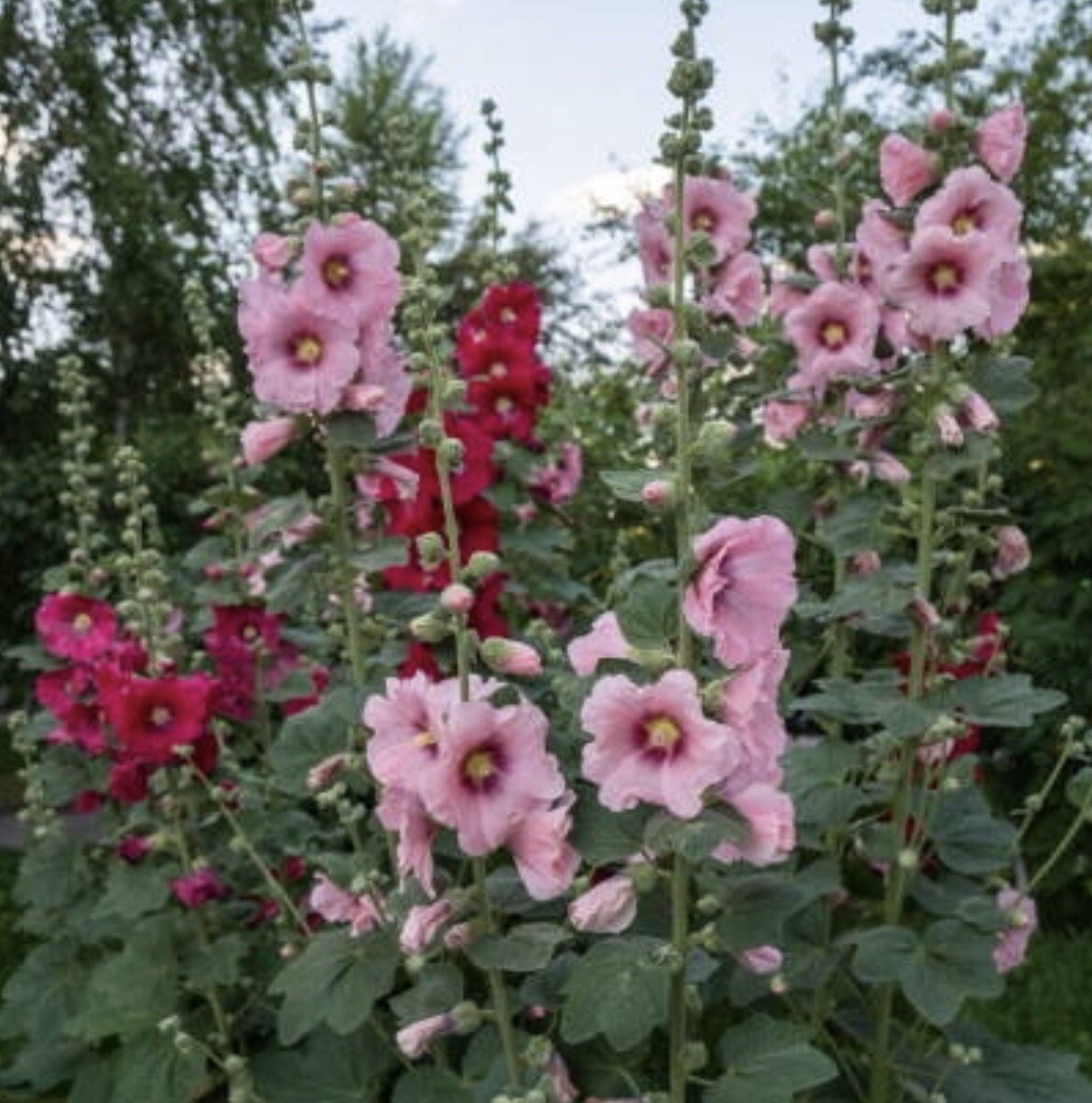 Flowers SEEDS Purple Hyacinth Bean, Teddy Bear and Red Sunflower, Ind Hollyhock