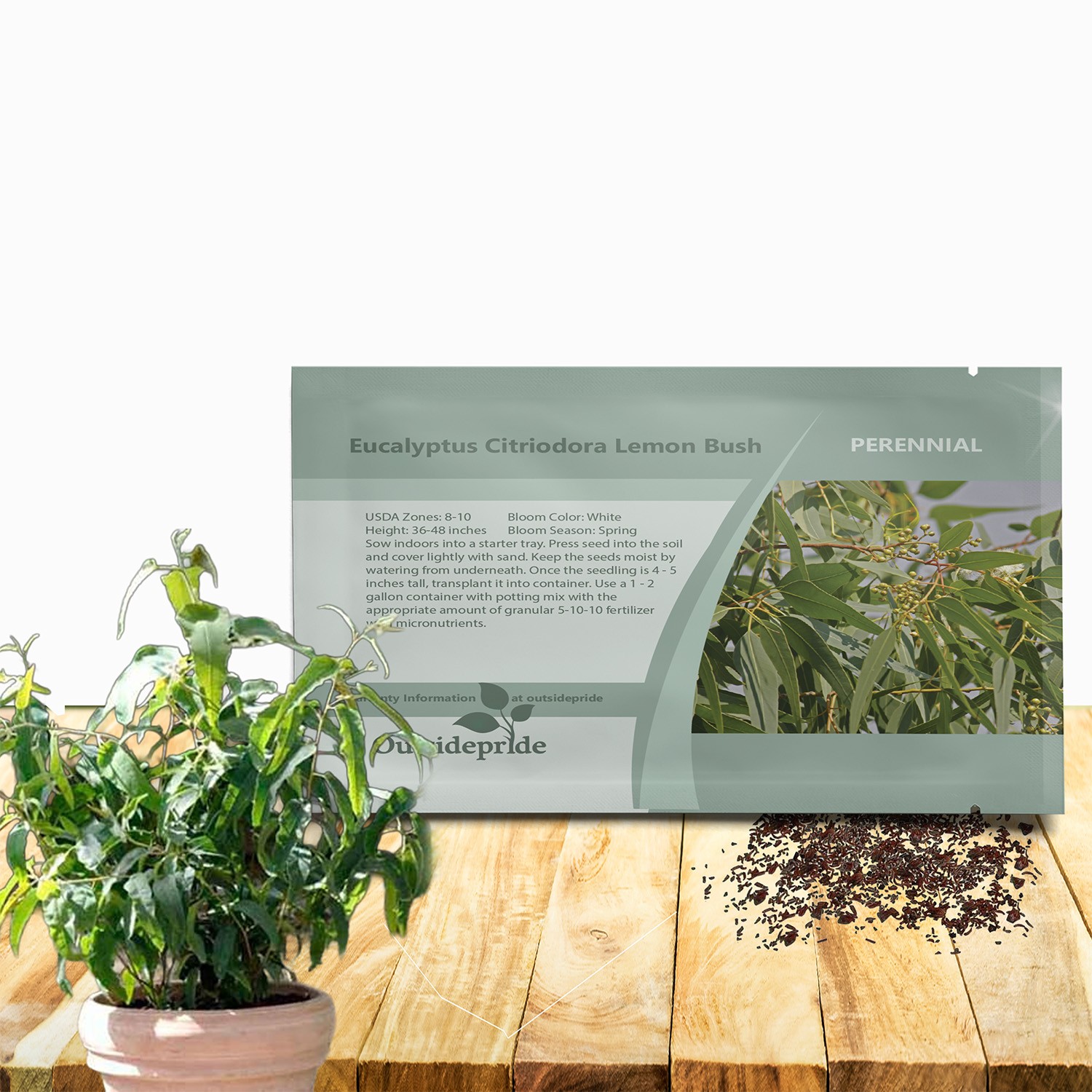 50 Seeds Drought Tolerant Eucalyptus Citriodora Lemon Bush Garden Plant Seed