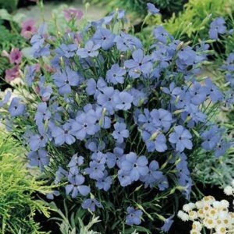 Viscaria Blue Angel flower 50 Seeds